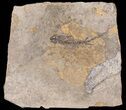 Permian Branchiosaur (Amphibian) Fossil - Germany #63598-1